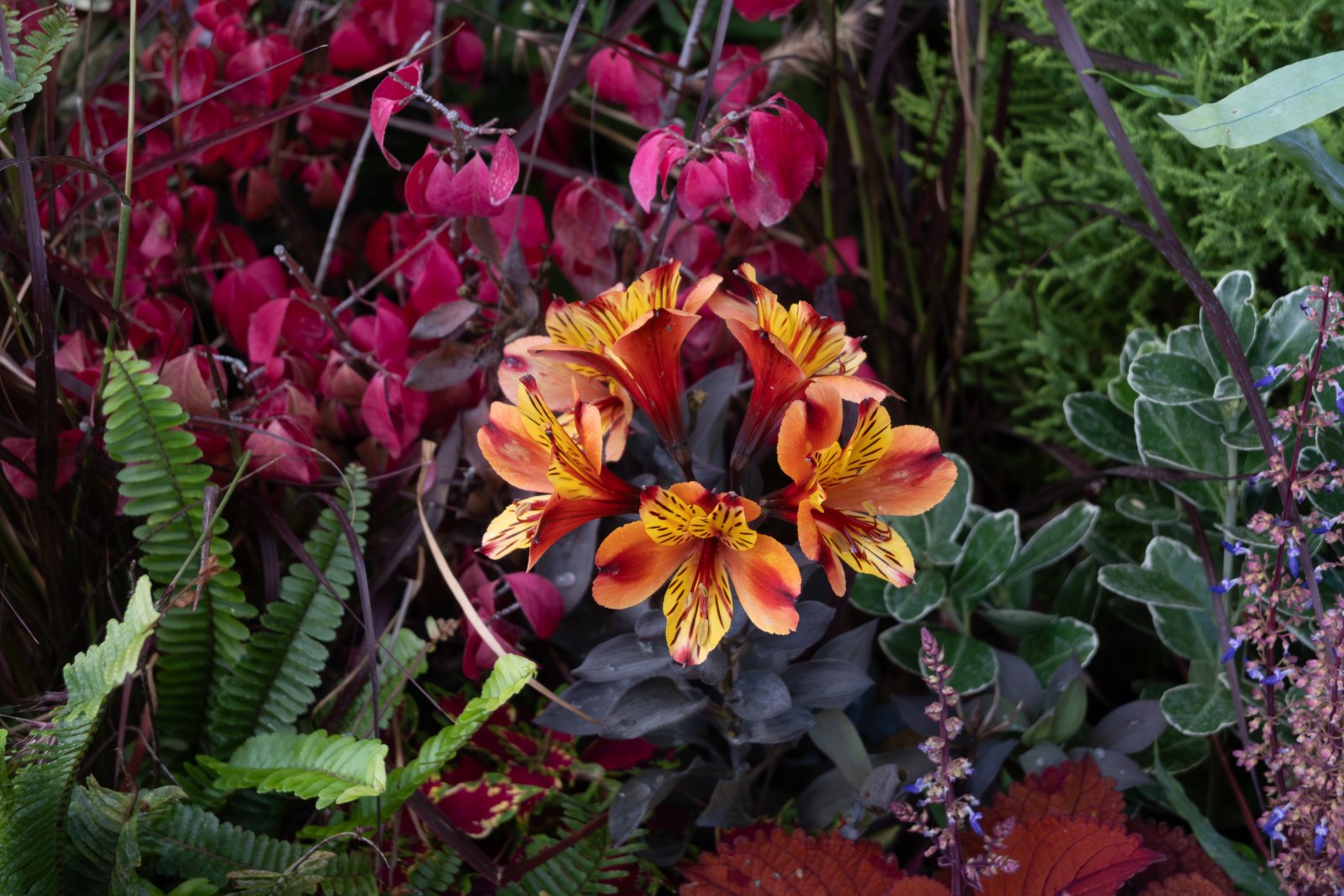 Alstromeria orange et jaune parmi les massifs de Fleurs en Seine