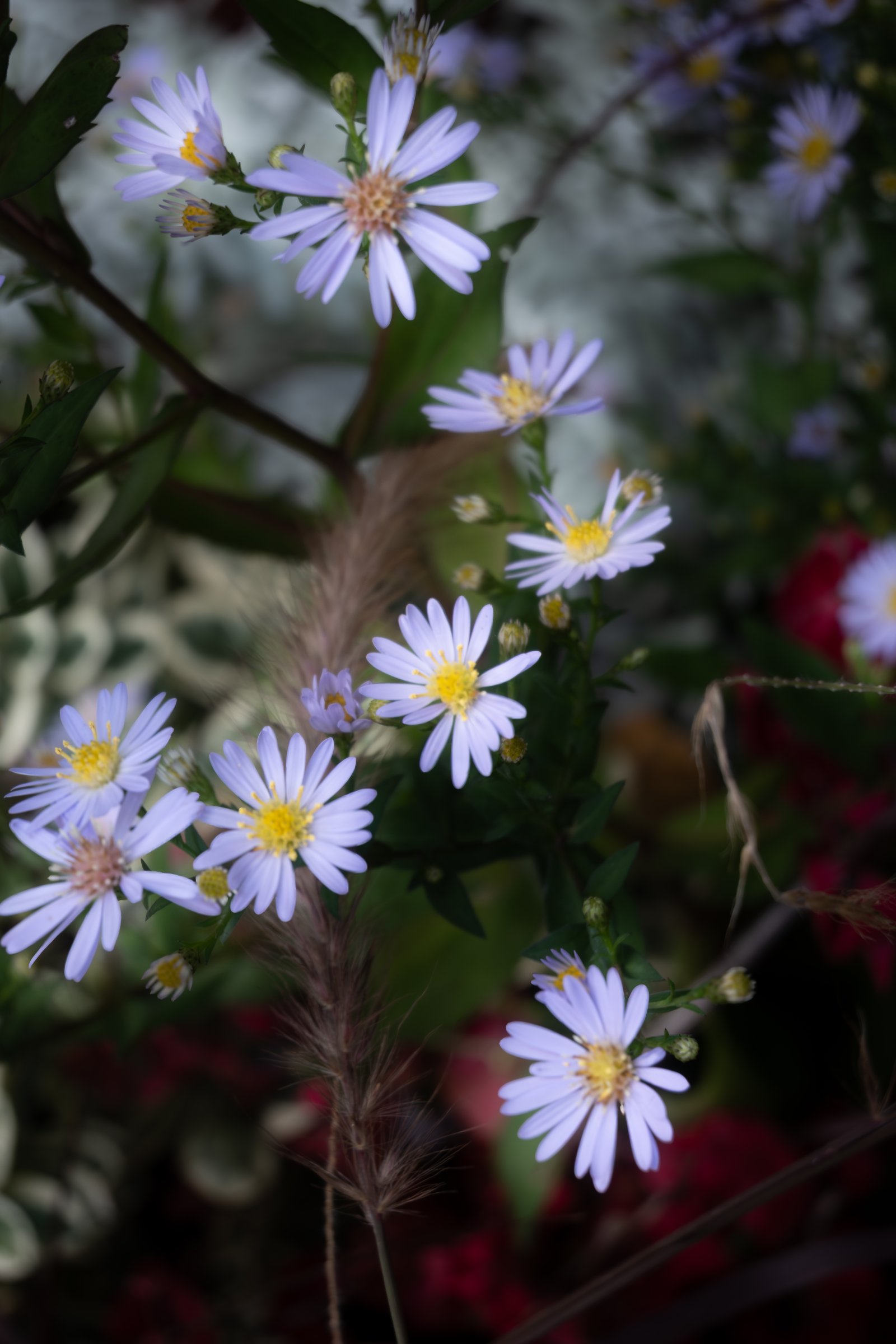 Asters mauves en fleurs à Fleurs en Seine