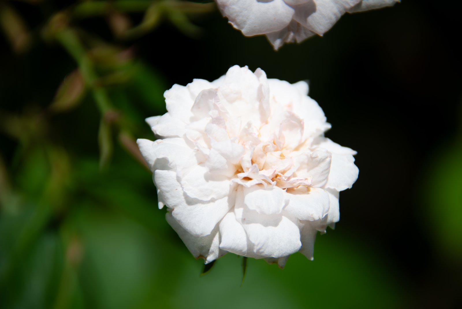 Rose blanche dans les jardins du château de Thoiry