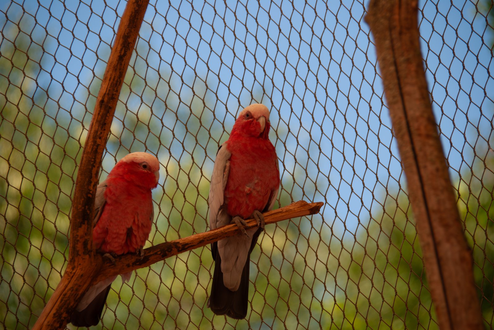 Thoiry : entre ZooSafari et jardins à la française