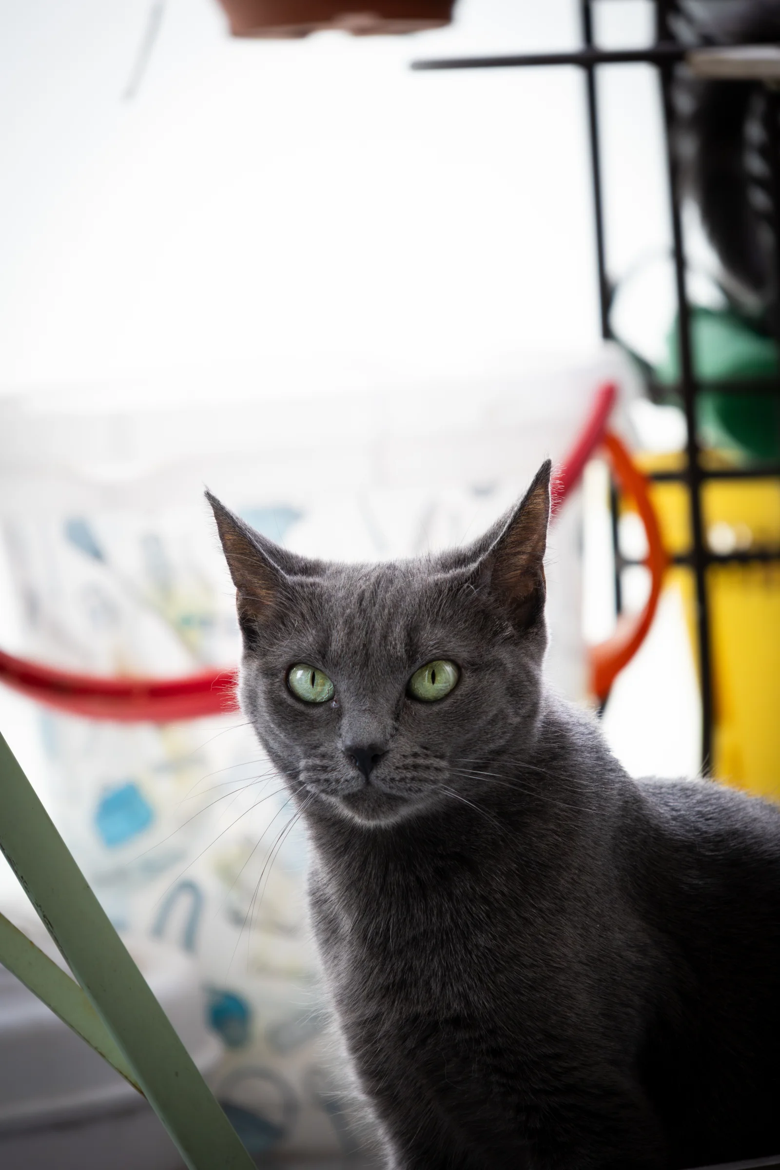 Portrait de chat