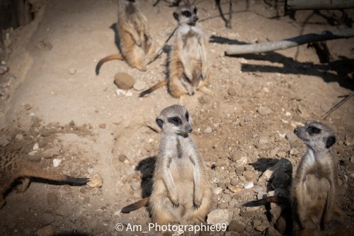 Suricates — Biotropica