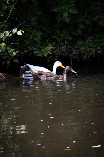 Canards