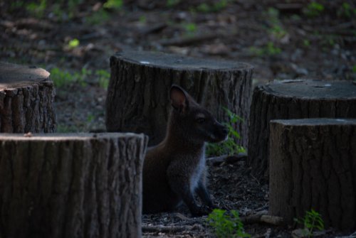 Wallaby — Thoiry