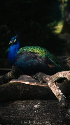 Faune