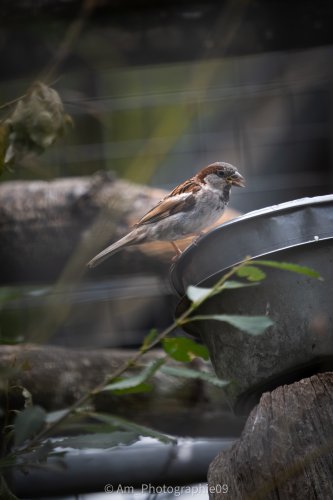 Faune