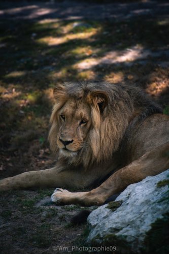 Faune