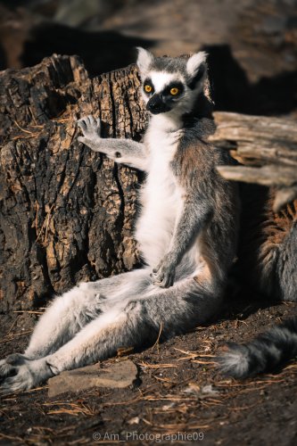 Faune