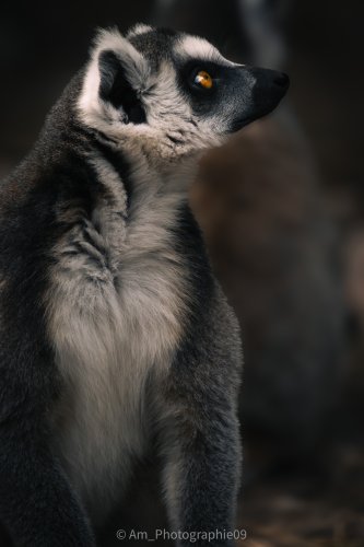 Faune