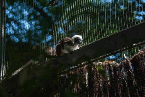 Tamarin à crête blanche — Thoiry