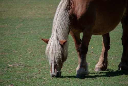 Cheval de trait — Thoiry