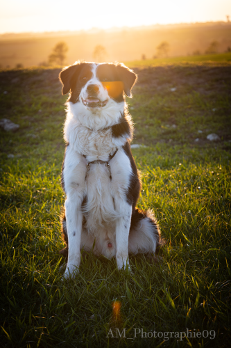 Portrait de chien, lumière dorée