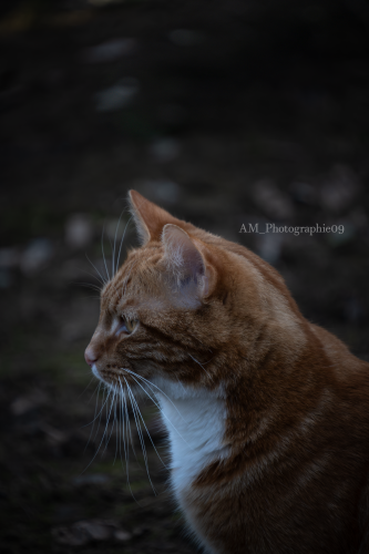 Portrait de chat