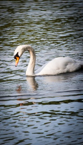 Faune aquatique