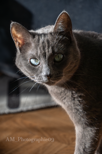 Portrait de chat