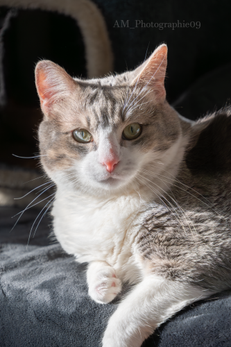 Portrait de chat