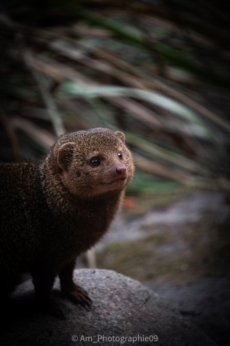 Faune
