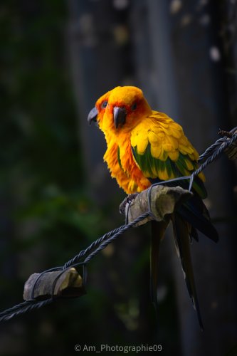 Faune